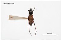 藏品(胸斑虎天牛)的圖片
